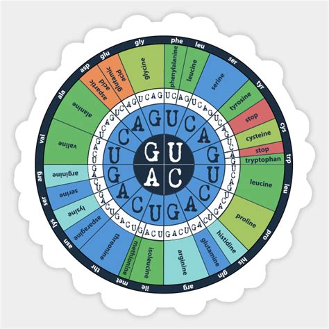 Codon Table 的图像结果