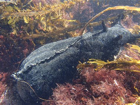 7 Animals You Didn't Know You Could Find at the Tide Pools - The Tide ...