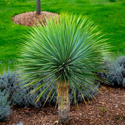 Yucca Plant Root System How To Grow And Care For Yucca Plant