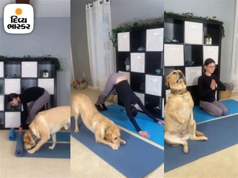 This dog is setting goals for yoga with its owner, watch this video ...