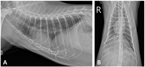 Successful Management of Recurrent Pyothorax in a Cat: Clinical ...