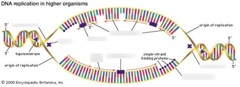 DNA Replication Structure 的图像结果