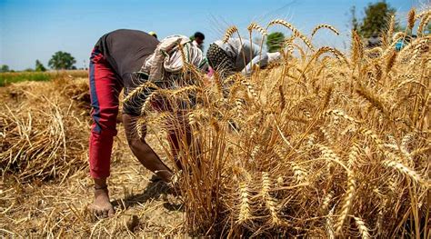 MP Wheat Procurement: 61,642 Farmers Register To Sell Wheat At MSP; To ...