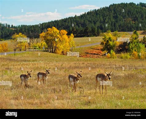 Antelope, Wildlife Loop Road, Custer State Park, Black Hills, South ...