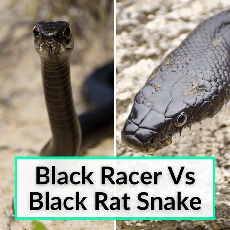 Black Racer Vs Black Rat Snake (Key Differences & Similarities)