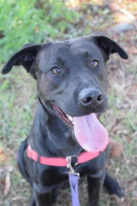 Oscar - Large Male Labrador Retriever x American Staffordshire Bull ...