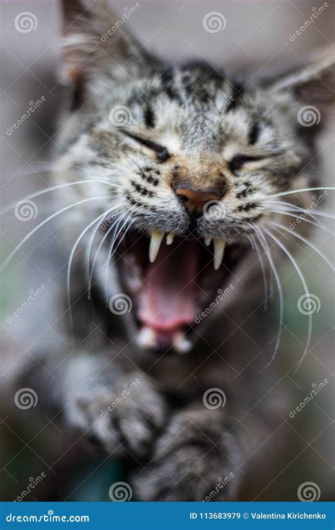 Cat, Cat Growls, Evil Cat, Street Cats, Pets Stock Image - Image of ...