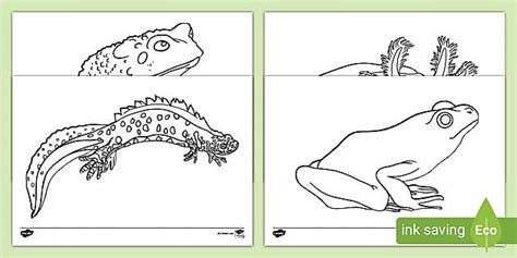 Amphibians Colouring Pages - Primary Resources - Twinkl