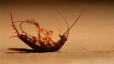 Cockroach Reaction 的图像结果