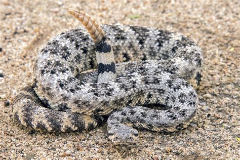 16 Types of Rattlesnakes in Arizona (Pictures and Identification)