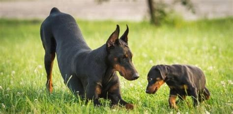 Image result for Cockapoo Puppy Weight Chart