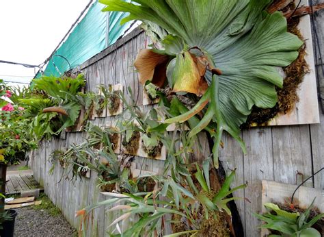 danger garden: A visit to Walter Andersen Nursery in San Diego