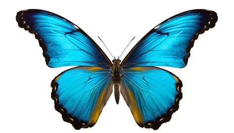 Image result for Buterfly Side View