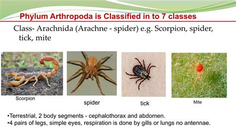 Phylum Of Spider