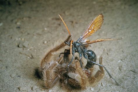 A tarantula hawk is a spider wasp that preys on tarantulas. They are ...