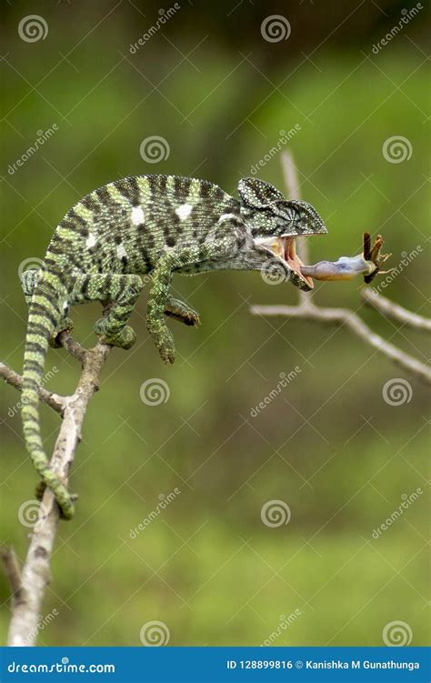 Indian chameleon bite stock photo. Image of elephant - 128899816