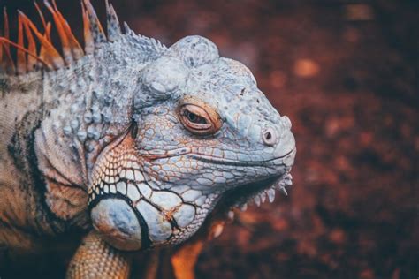Image result for Iguana vs Python