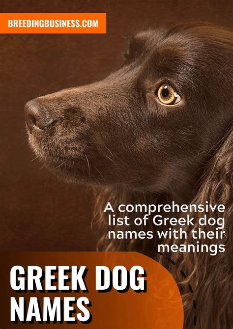130+ Greek Dog Names – Inspired By Greek Mythology, Travel & Culture