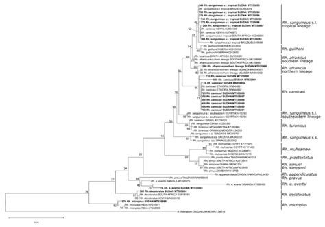 Tick Fauna and Associated Rickettsia, Theileria, and Babesia spp. in ...