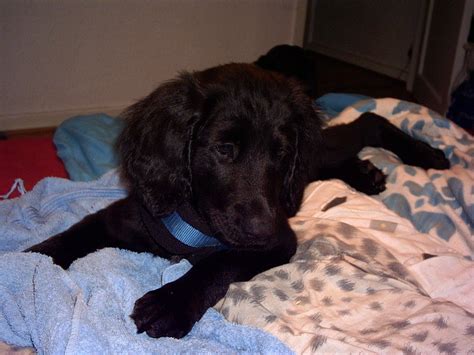 Labrador Golden Rtr Mix Hündin sucht zuhause in Kiel | Tiere ...