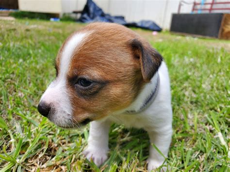 Image result for Mini Stumpy Jack Russell