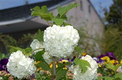 Snowball Bush Viburnum: Plant Care & Growing Guide