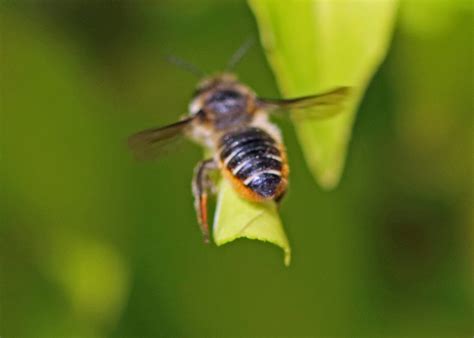 Leaf-cutter Bees – Bredfield Wildlife