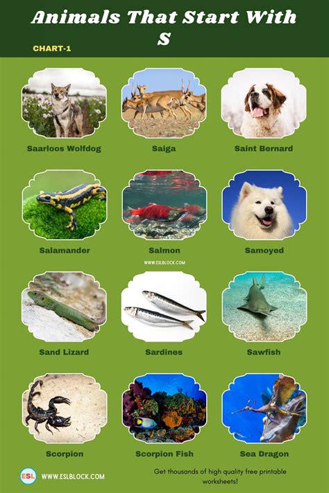 Animals That Start With S | Animal infographic, List of animals, Animal ...