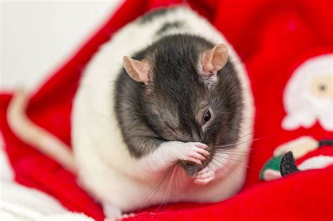 Are Rats Smarter Than Dogs