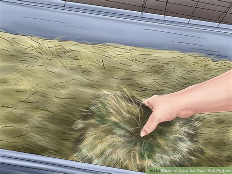 How to Take Care of Ball Python 的图像结果