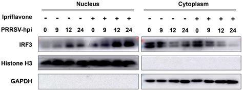 Ipriflavone Inhibits Porcine Reproductive and Respiratory Syndrome ...