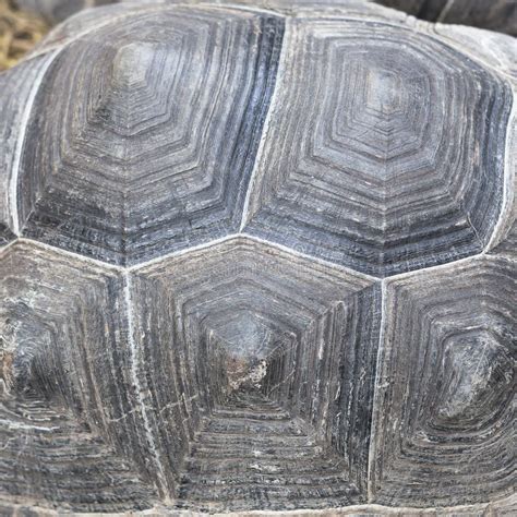 Image result for Turtleback Position