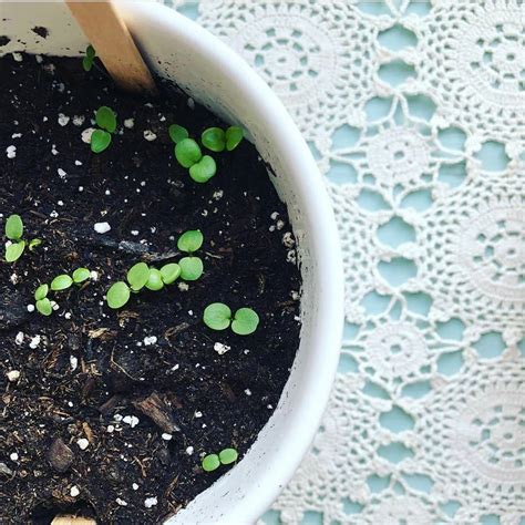 Hello Local 的图像结果