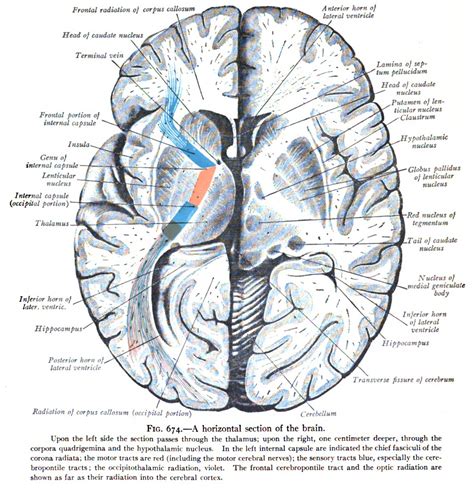 Ct Anatomy Of Internal Capsule at Terri Whobrey blog