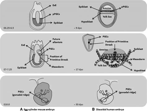 Image result for Mouse Embryo Circulation System Development