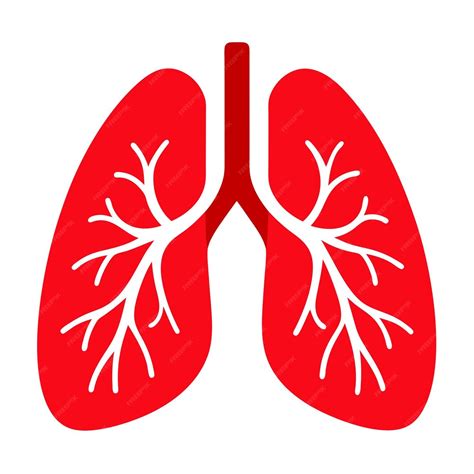 A red lungs clip art and Vector Design With a White Background ...