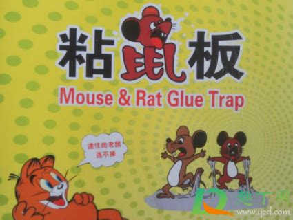 老鼠板粘在手上怎么弄-老鼠贴的胶用什么可以洗掉-趣丁网