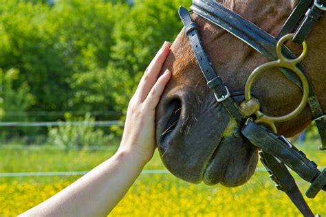 Careers With Horses | Jobs With Horses | Animal Courses