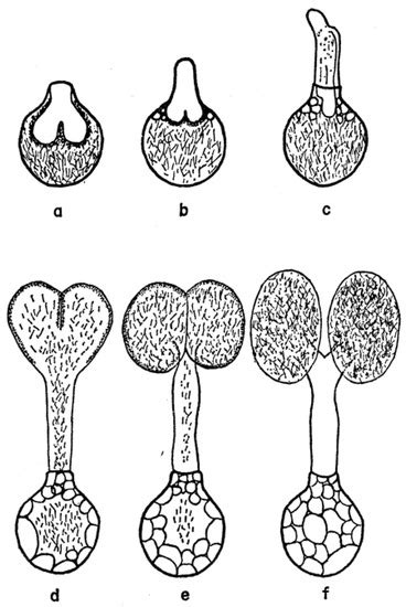 Pathogens | Special Issue : Soft Ticks and Associated Pathogens ...
