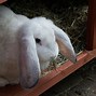 Image result for French Lop Rabbit Color Chart