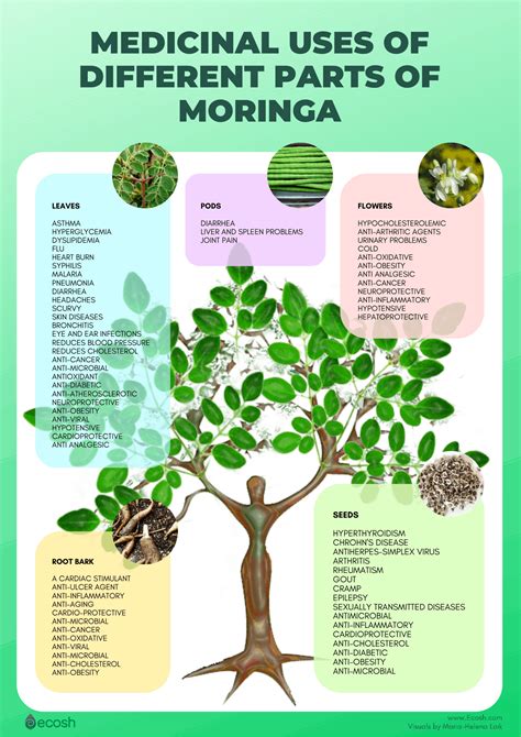 5 Sciencebased Health Benefits Of Moringa Oleifera