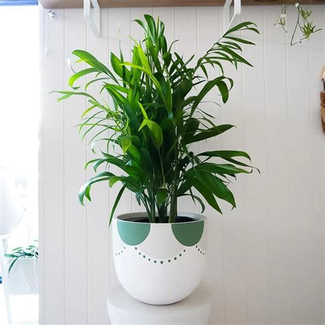 Petal Planter – Saajawat