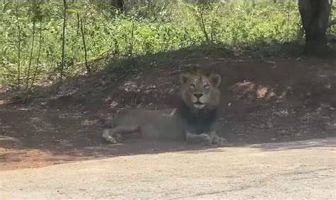 Lion goes ‘missing’ at Vandalur Zoo; drones, camera traps join ...