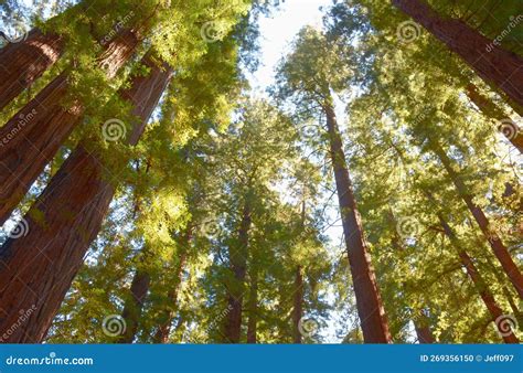 Coastal Redwoods Canopy Vista Stock Photo - Image of majestic, northern ...