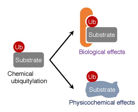 Biological and Physicochemical Functions of Ubiquitylation Revealed by ...