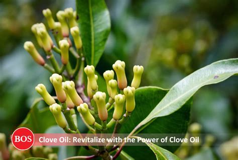 Revitalize with the Power of Clove Oil - BOS Natural Flavors