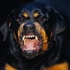 ANGRY DOG BREEDS