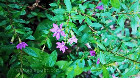 Easy Mexican Heather Care Tips To Transform Your Space With Vibrant Blooms