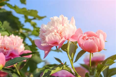 How to Grow Peonies in India – Ugaoo