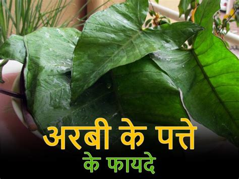 Amazing Health Benefits Of Taro Leaves Aka Arbi Leaf, Helps In Weight ...